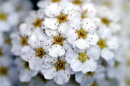 Minor flowers stamens