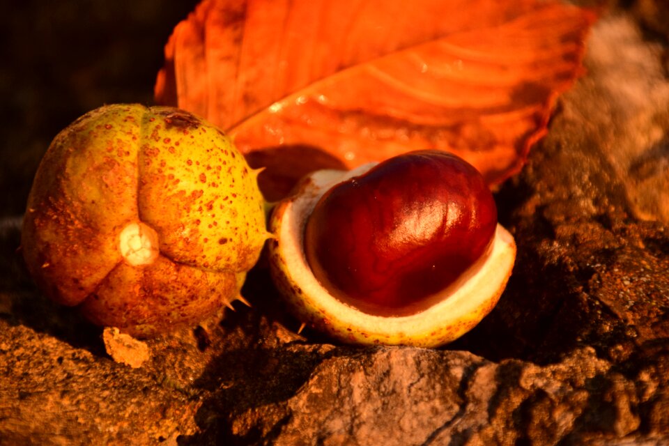 Autumn common rosskastanie chestnut fruit