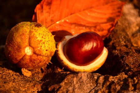Autumn common rosskastanie chestnut fruit