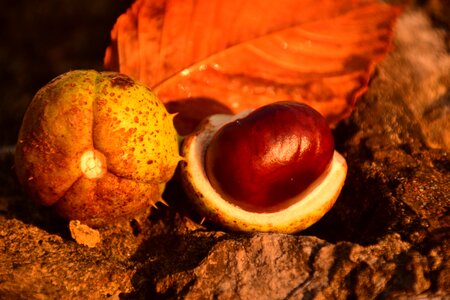 Autumn common rosskastanie chestnut fruit photo