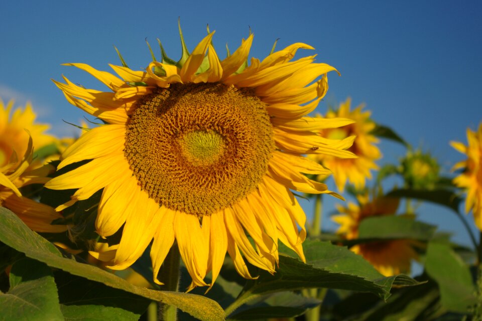 Nature garden flowers