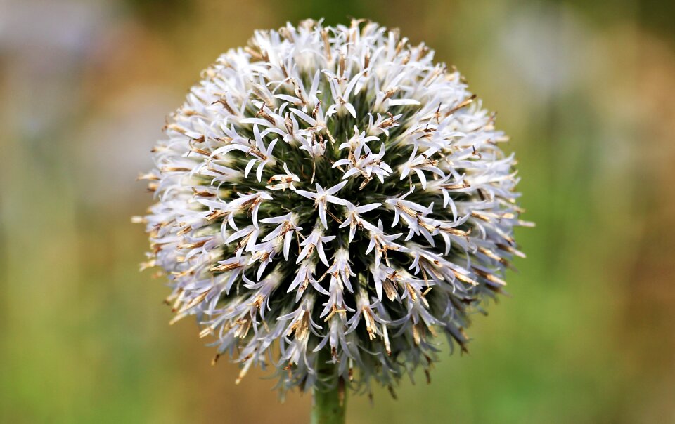 Bloom flora flower