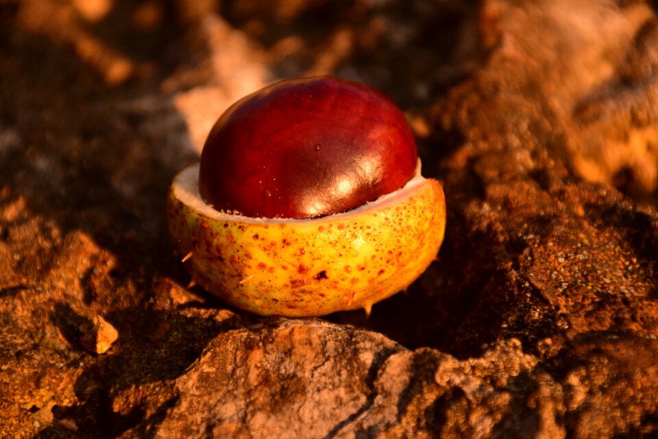 Autumn common rosskastanie chestnut fruit