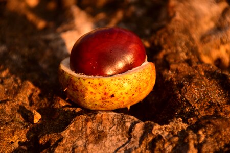 Autumn common rosskastanie chestnut fruit photo