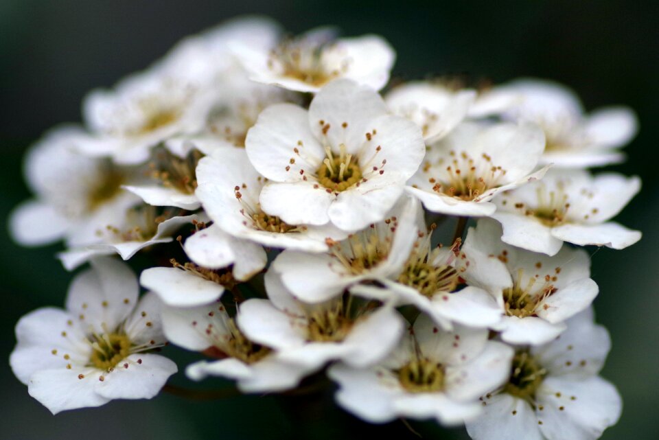 Minor flowers stamens