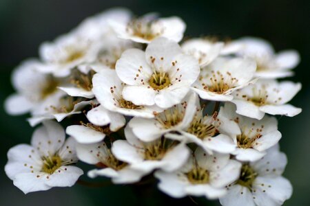 Minor flowers stamens