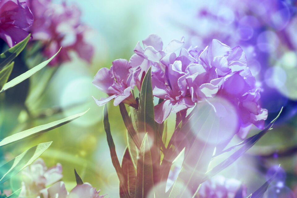 Mediterranean leander cyclamen