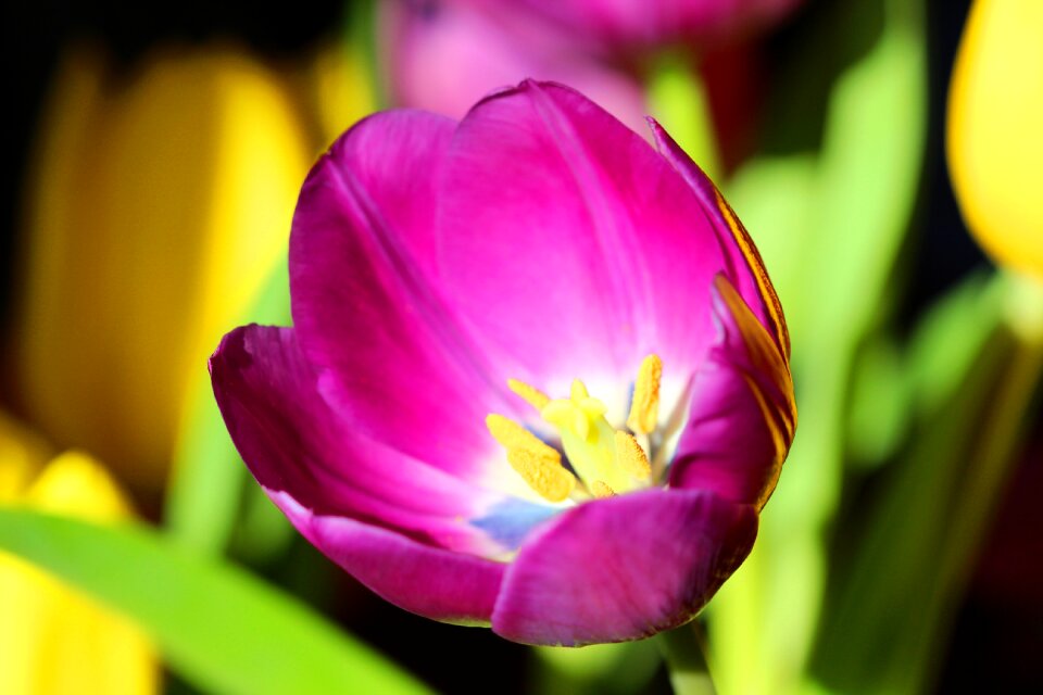Flower purple springtime