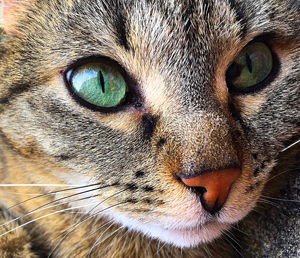 Animal eyes whiskers animal