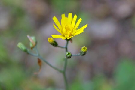 Leaflet the petals the stem