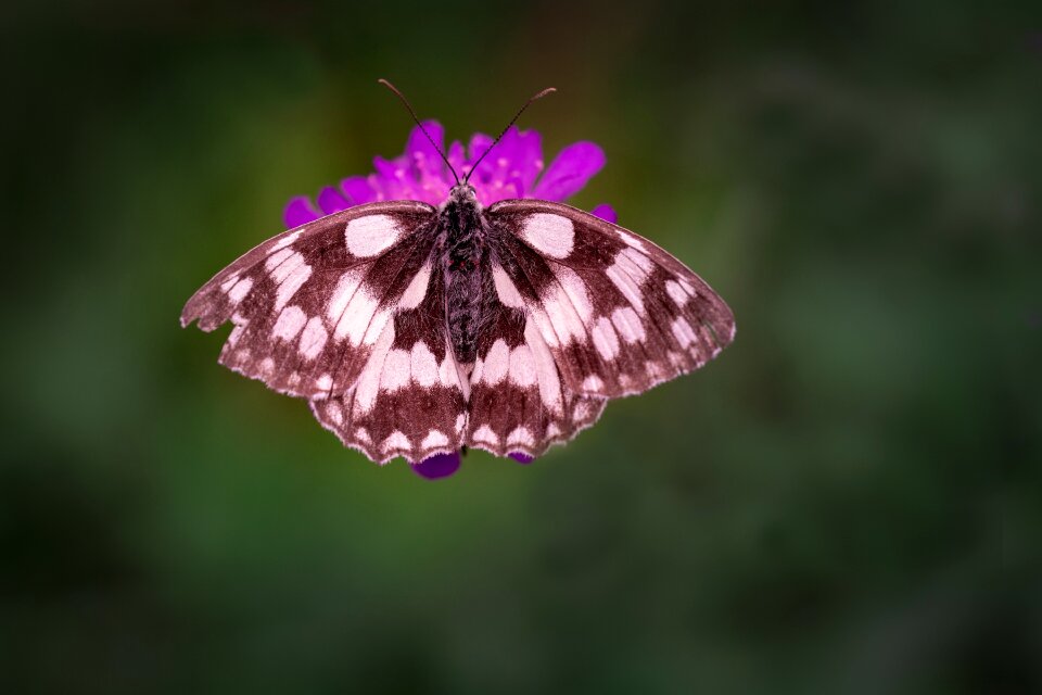 Edelfalter nature summer