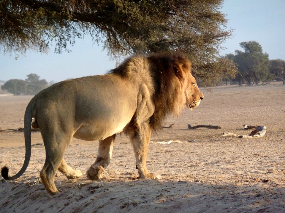 Lion south africa
