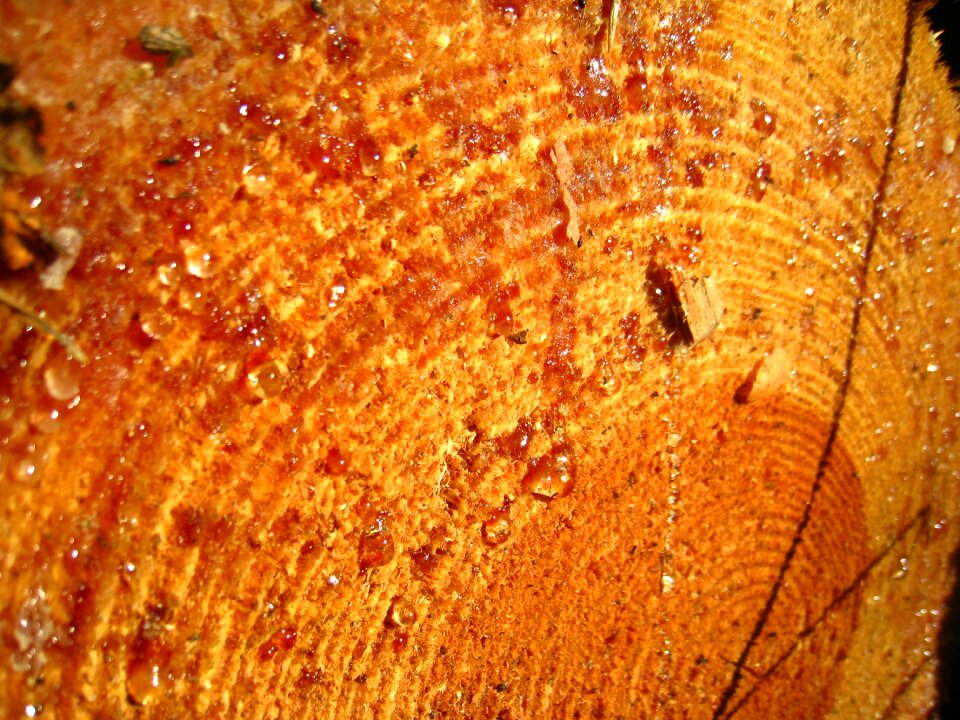 Warm wood annual rings tribe