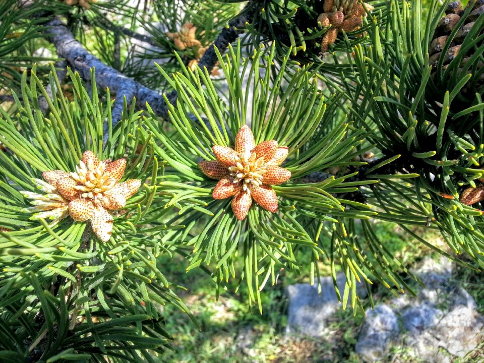 Flower evergreen green