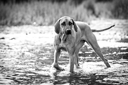 Dog hound mammal photo