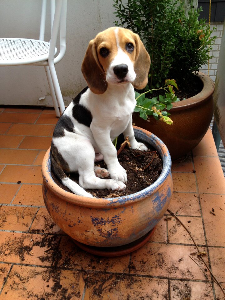 Beagle flowerpot dog