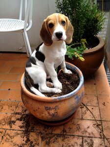 Beagle flowerpot dog