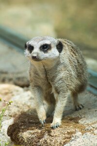 Animals suricate nature