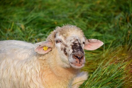Animal wool white sheep