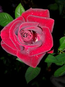 Drops of dew red rose petals