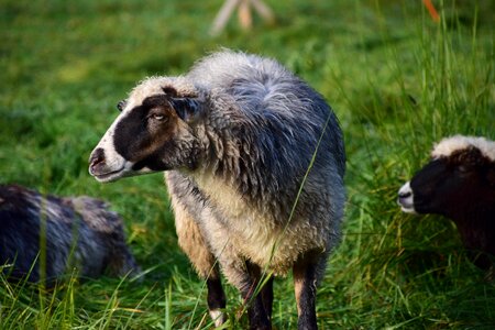 Animal wool fur photo