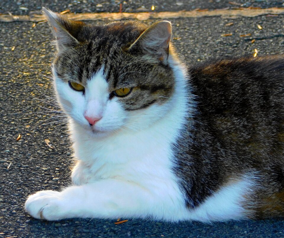 Cat is in the sun domestic cat mieze
