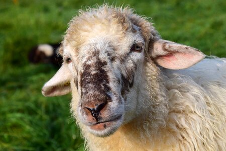 Animal wool white sheep