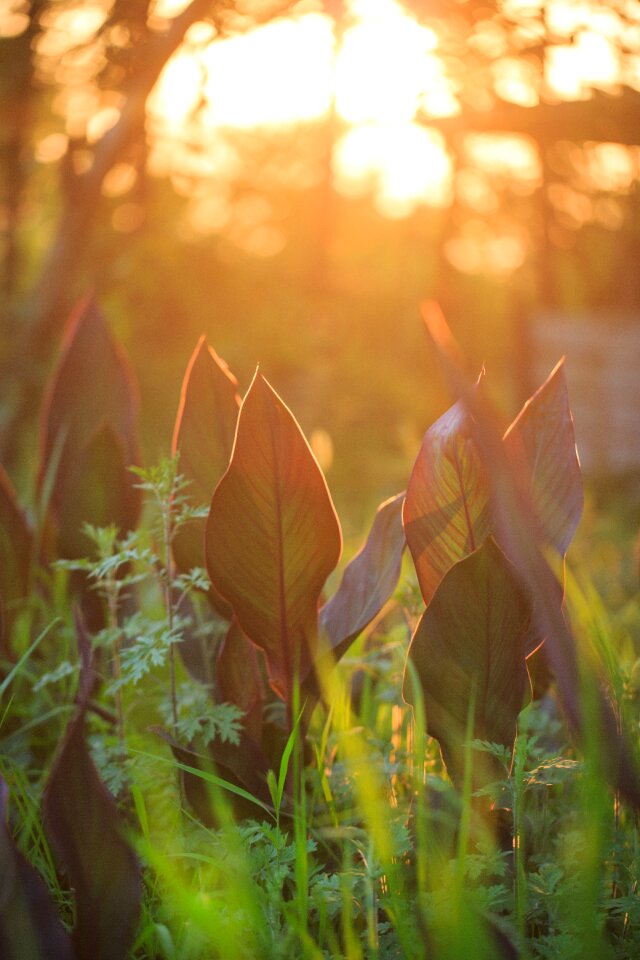 Grass plant twilight