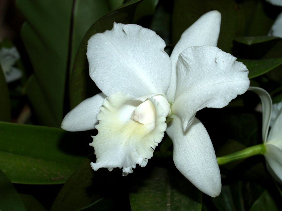 Violet flora growth