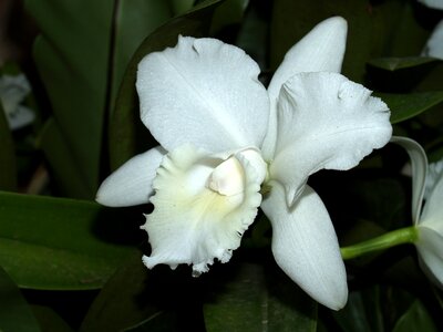 Violet flora growth