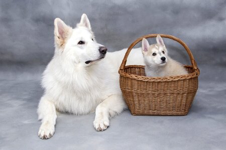 Animals puppy doggy