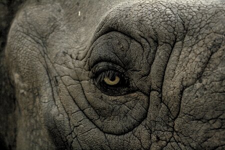 Animal nature wildlife