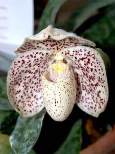 Violet flora growth