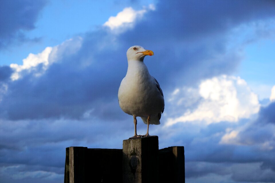 Bird water bird nature