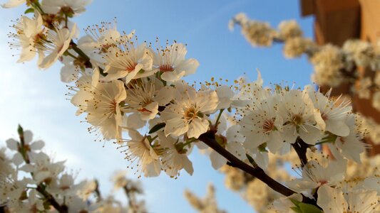 Apple tree flowers spring