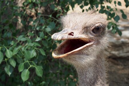The ostrich bird zoo photo