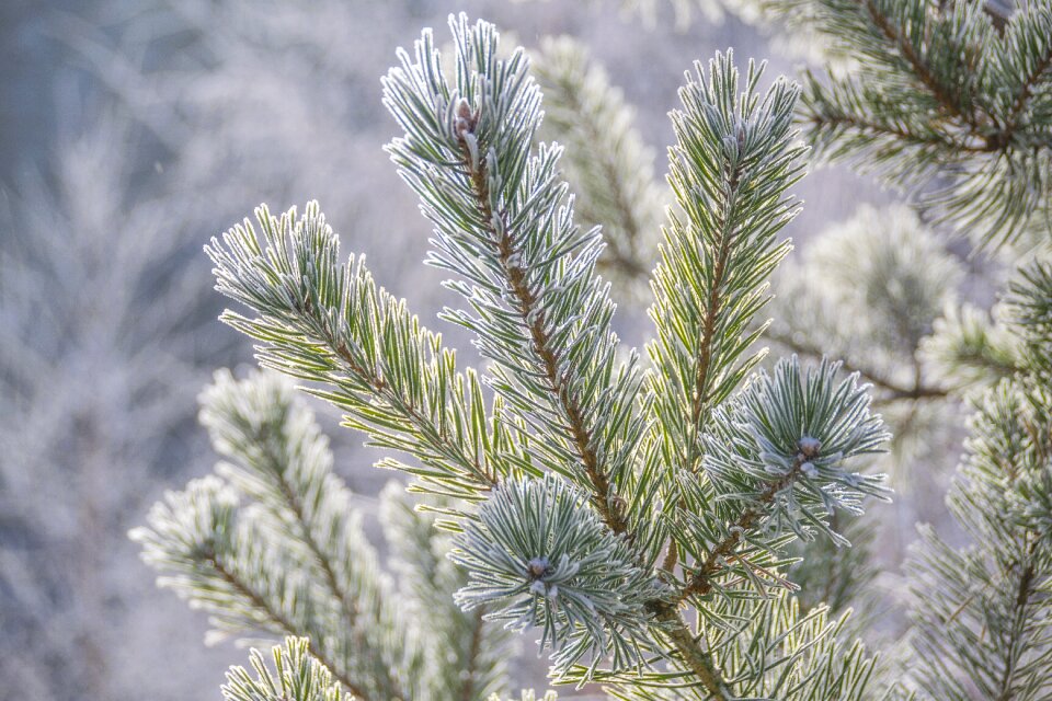 Conifer needles nature