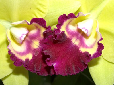 Violet flora growth