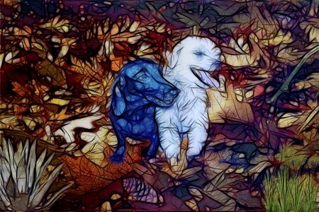 Animals nature bitch