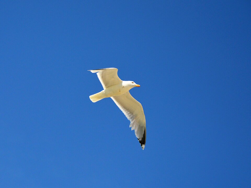 Flight sky north sea