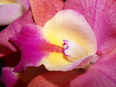 Violet flora growth