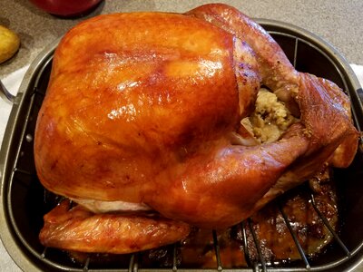 Celebration seasonal thanksgiving turkey
