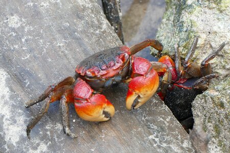 Shellfish animals pliers