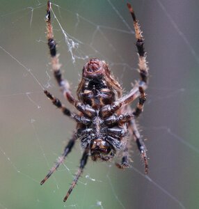 Arachnid animal nature