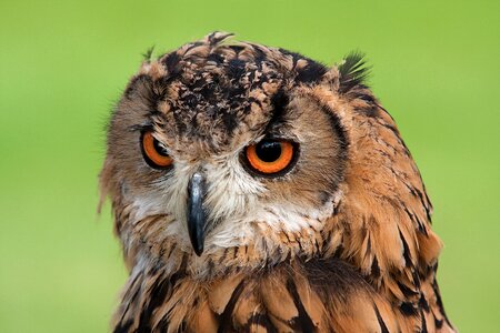 Blur close-up eyes photo