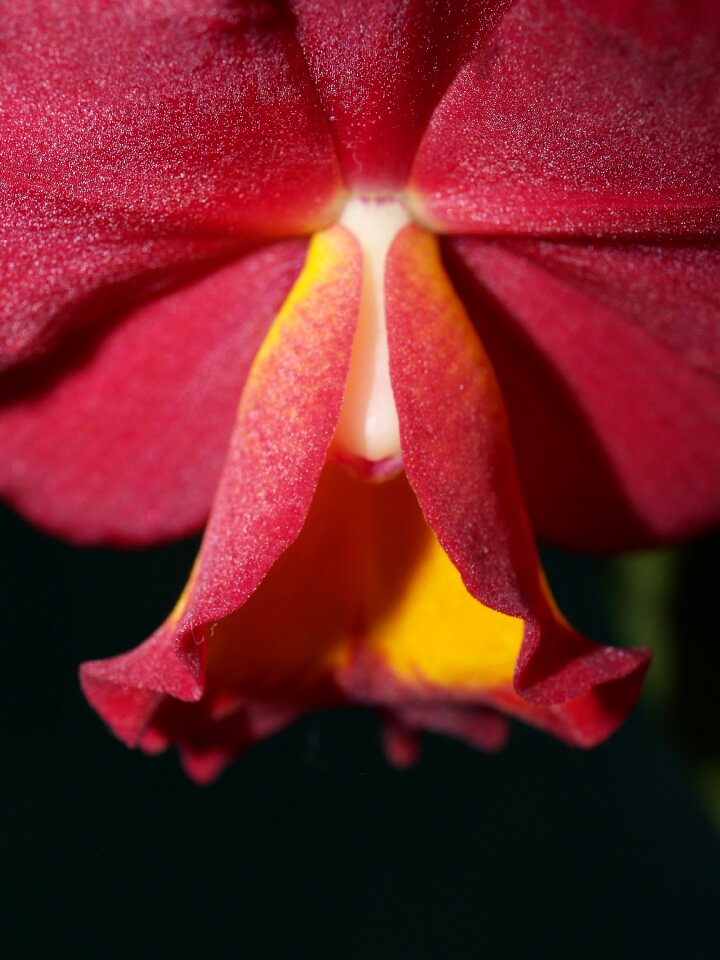 Violet flora growth