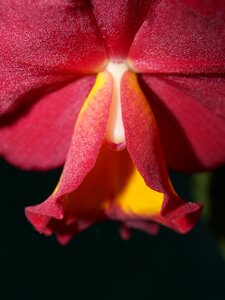 Violet flora growth