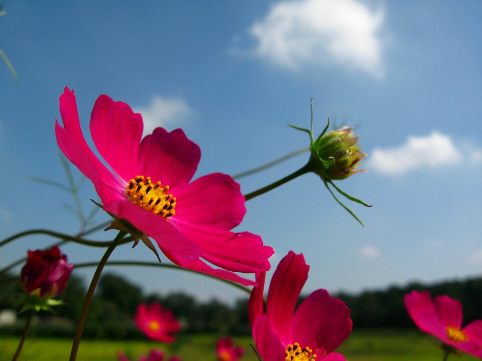 Pink petals flowers flora