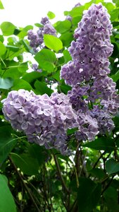Spring lilac nature photo