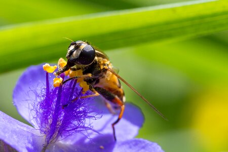 Fly blossom bloom photo